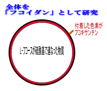 フコキサンチンとフコイダンの理解図