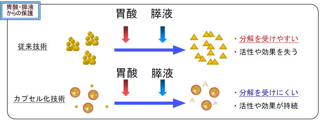 胃酸、膵液からの保護