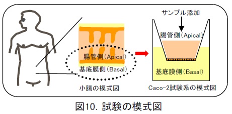 フコイダンの吸収率の実験